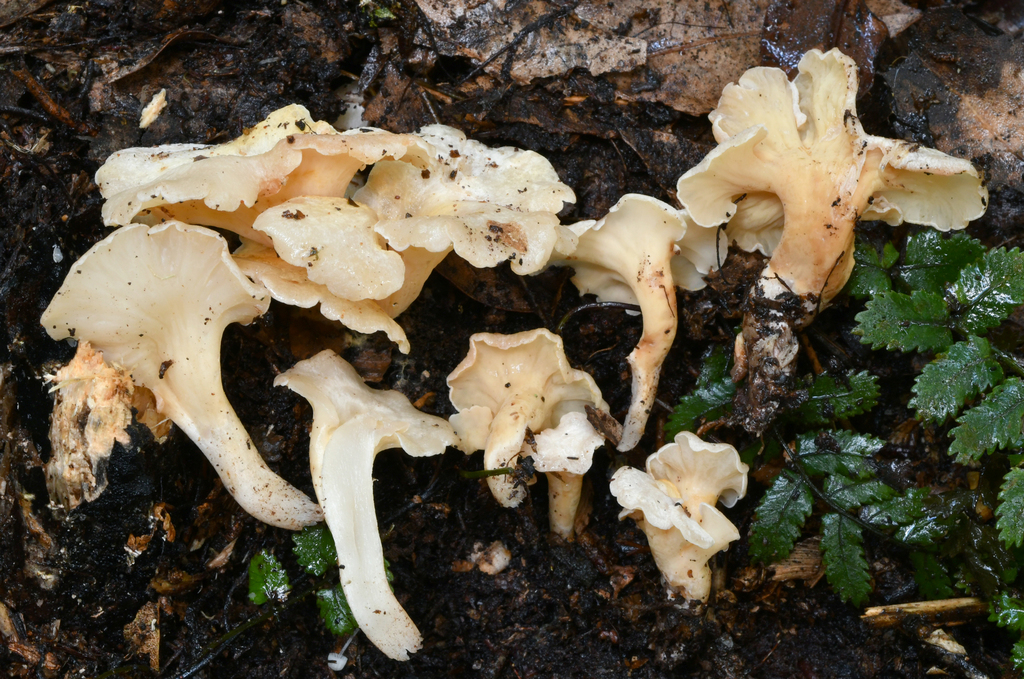 Gloeocantharellus