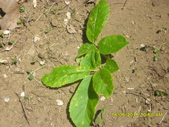 Platymiscium