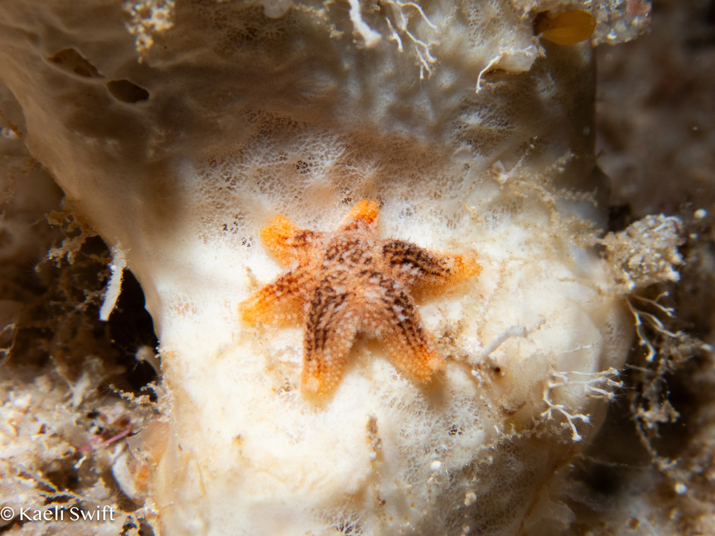 Aquilonastra corallicola