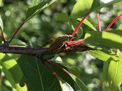 Macrodactylus subspinosus