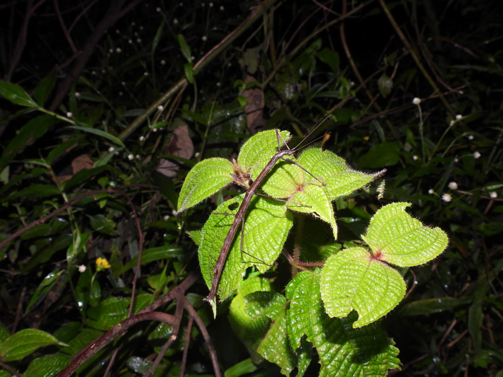 Carausius strumosus