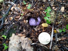 Cortinarius porphyroideus