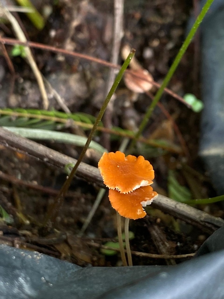 Red Chanterelle from 005, Cuale, Jal., MX on May 28, 2024 at 0457 PM