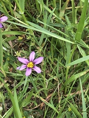 Sisyrinchium bellum