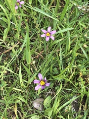 Sisyrinchium bellum
