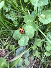 Coccinella septempunctata