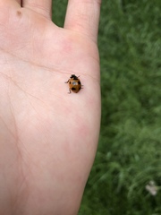 Coccinella septempunctata