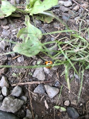 Coccinella septempunctata