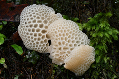 Favolaschia pustulosa