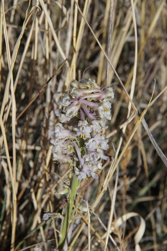 Image of Delphinium wootonii by (c) Eric Knight, some rights reserved (CC BY)