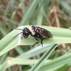 Triepeolus concavus