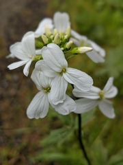 Cardamine angulata