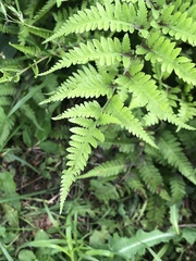 Athyriaceae