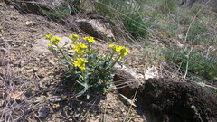 Erysimum cuspidatum