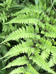Athyriaceae