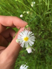 Erigeron
