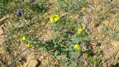 Erysimum cuspidatum