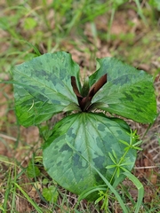 Trillium kurabayashii