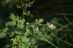 Thalictrum sparsiflorum
