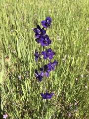 Delphinium decorum