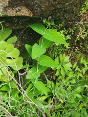 Large-leaved St. John's Wort (Hypericum grandifolium)