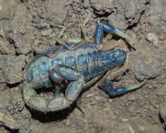 Uroplectes triangulifer