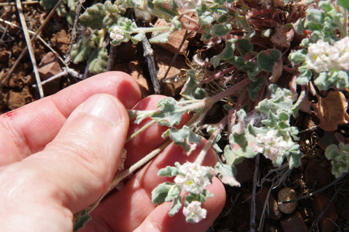 Image of Eriogonum abertianum by (c) Eric Knight, some rights reserved (CC BY)