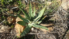 Aloe transvaalensis