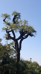 Cussonia paniculata sinuata