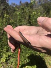 Diadophis punctatus vandenburgii