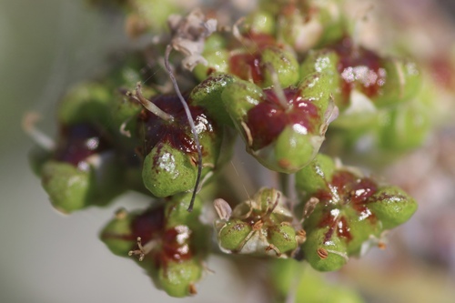 Lemmon's ceanothus (Ceanothus lemmonii)