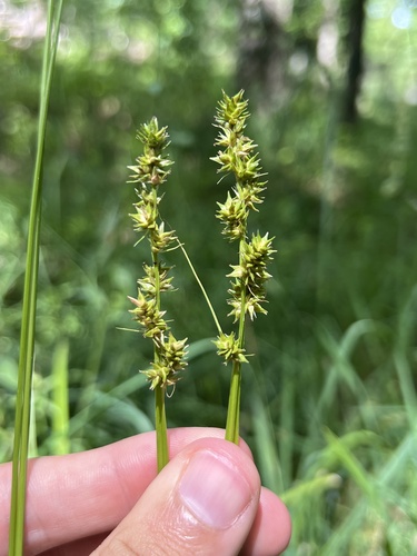 Soft fox sedge (Carex conjuncta)