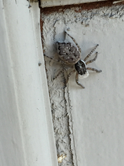 Menemerus semilimbatus