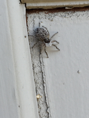 Menemerus semilimbatus