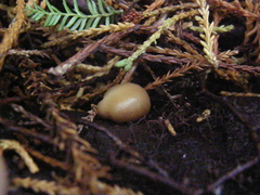 Psilocybe weraroa