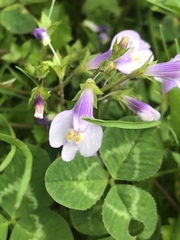 Mazus miquelii