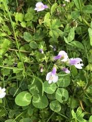 Mazus miquelii