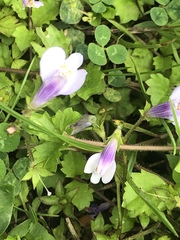 Mazus miquelii