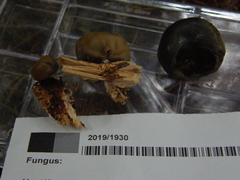 Psilocybe weraroa