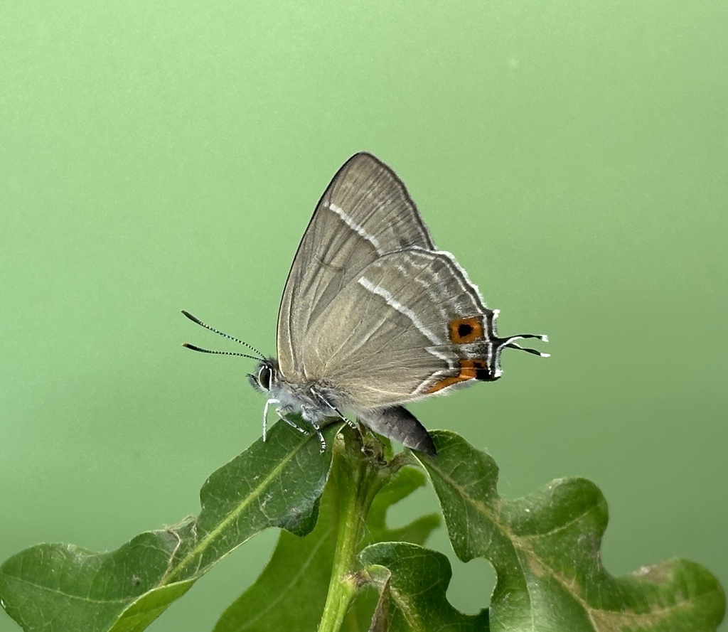 Favonius korshunovi