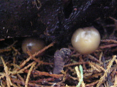 Psilocybe weraroa