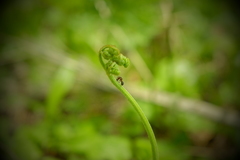 Pteridium latiusculum japonicum