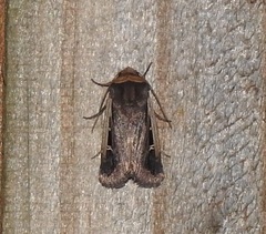 Proteuxoa tortisigna