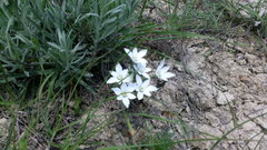 Ornithogalum navaschinii