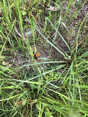 Lycaena phlaeas daimio