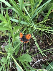 Lycaena phlaeas daimio