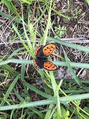 Lycaena phlaeas daimio