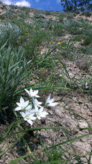 Ornithogalum navaschinii