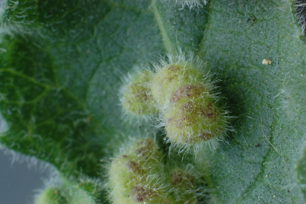 Aceria ambrosioides