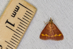 Pyrausta pseuderosnealis